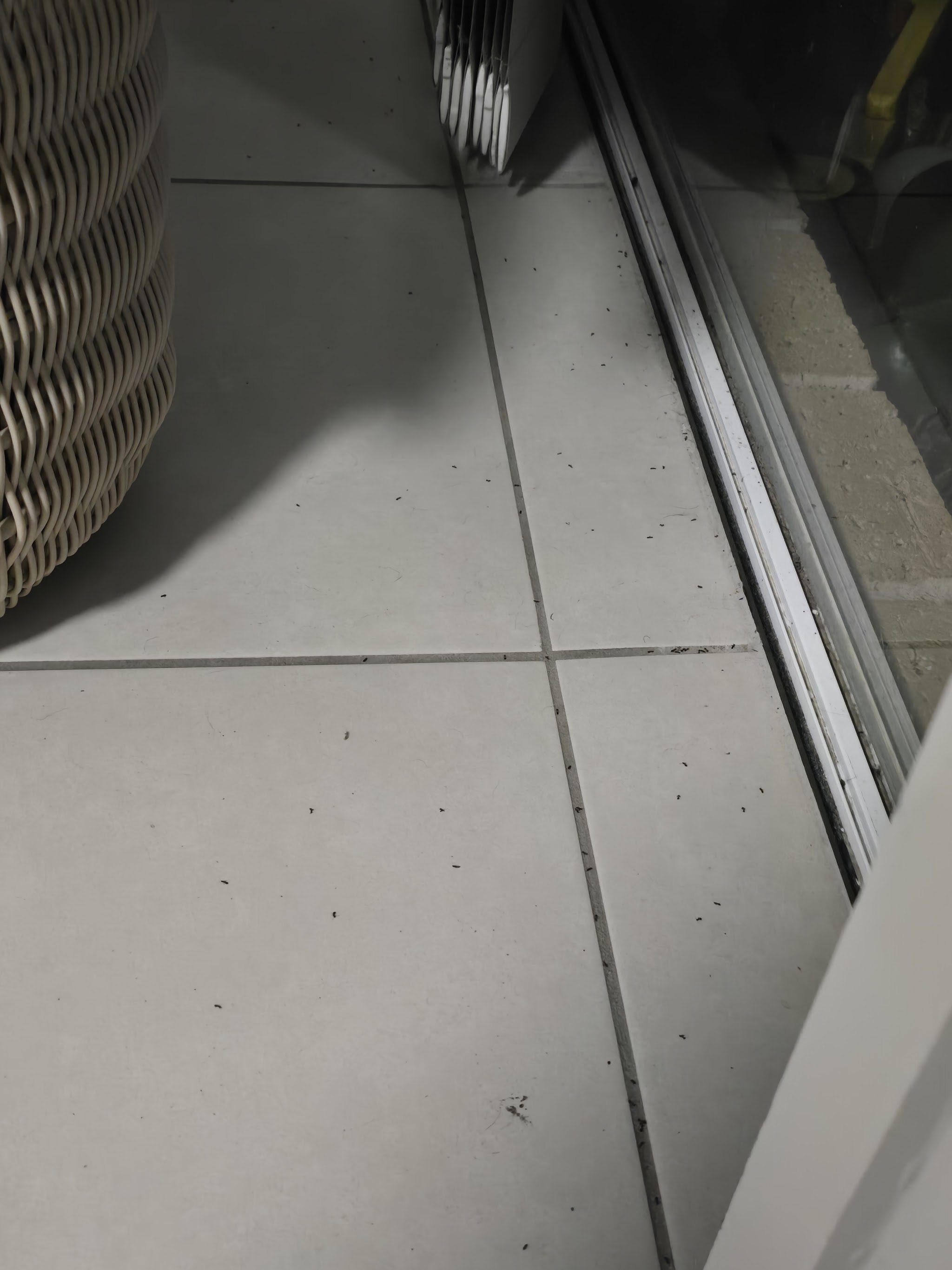 Dead insects on a tiled floor by a sliding door, photographed by Michael