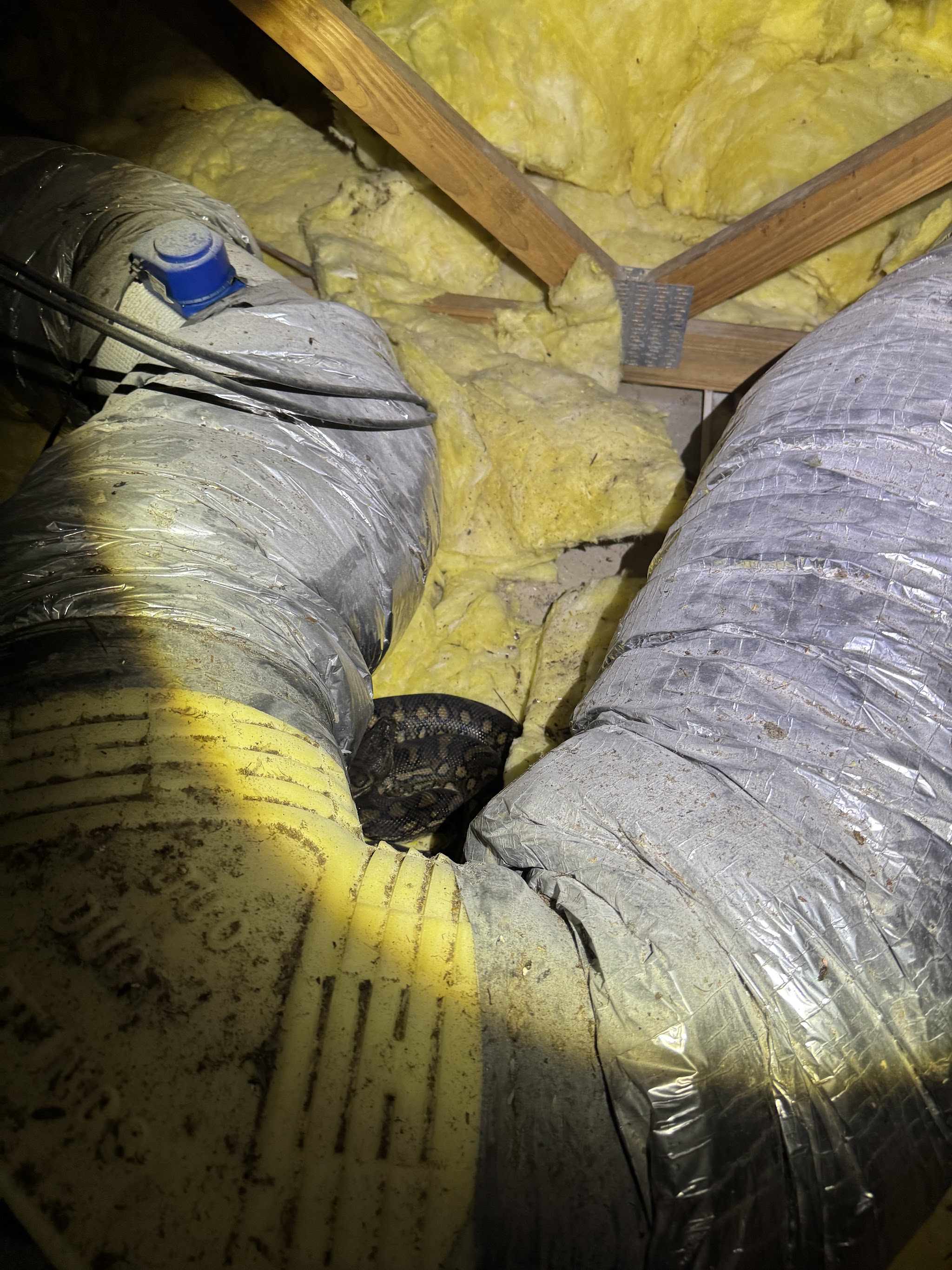 A carpet python wedged between ducts in a roof cavity