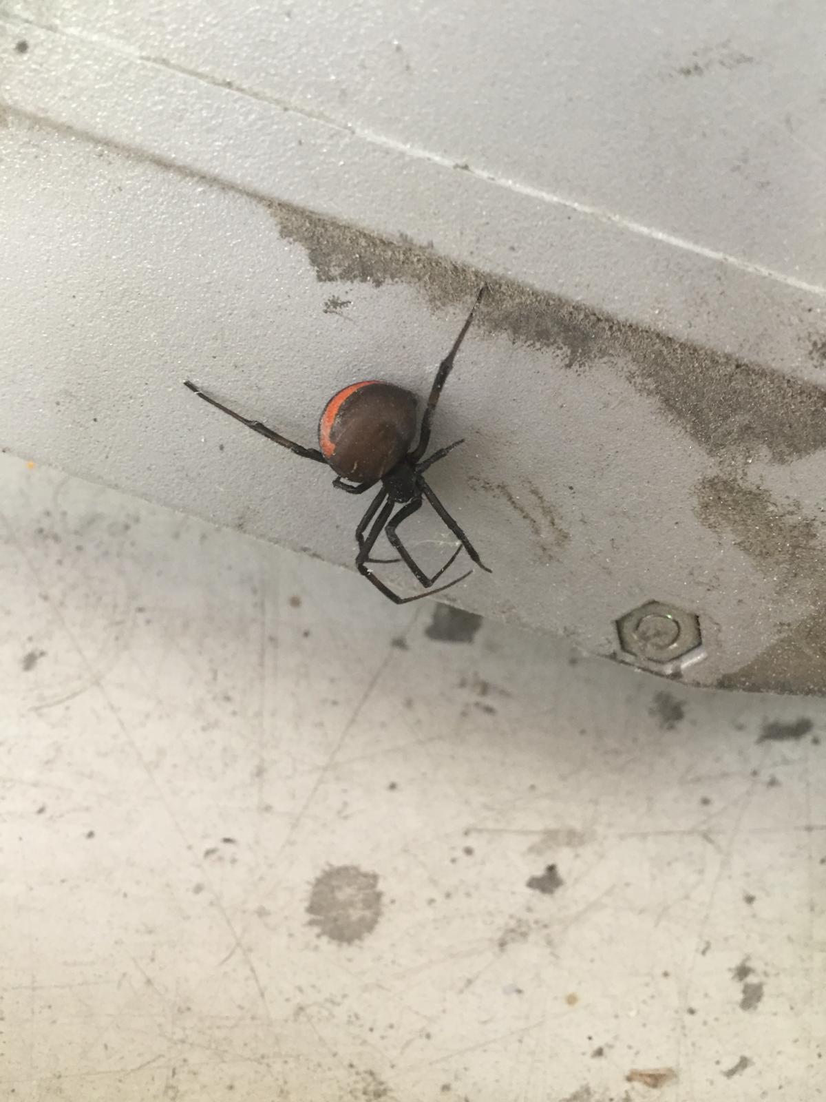 A redback spider found during a treatment