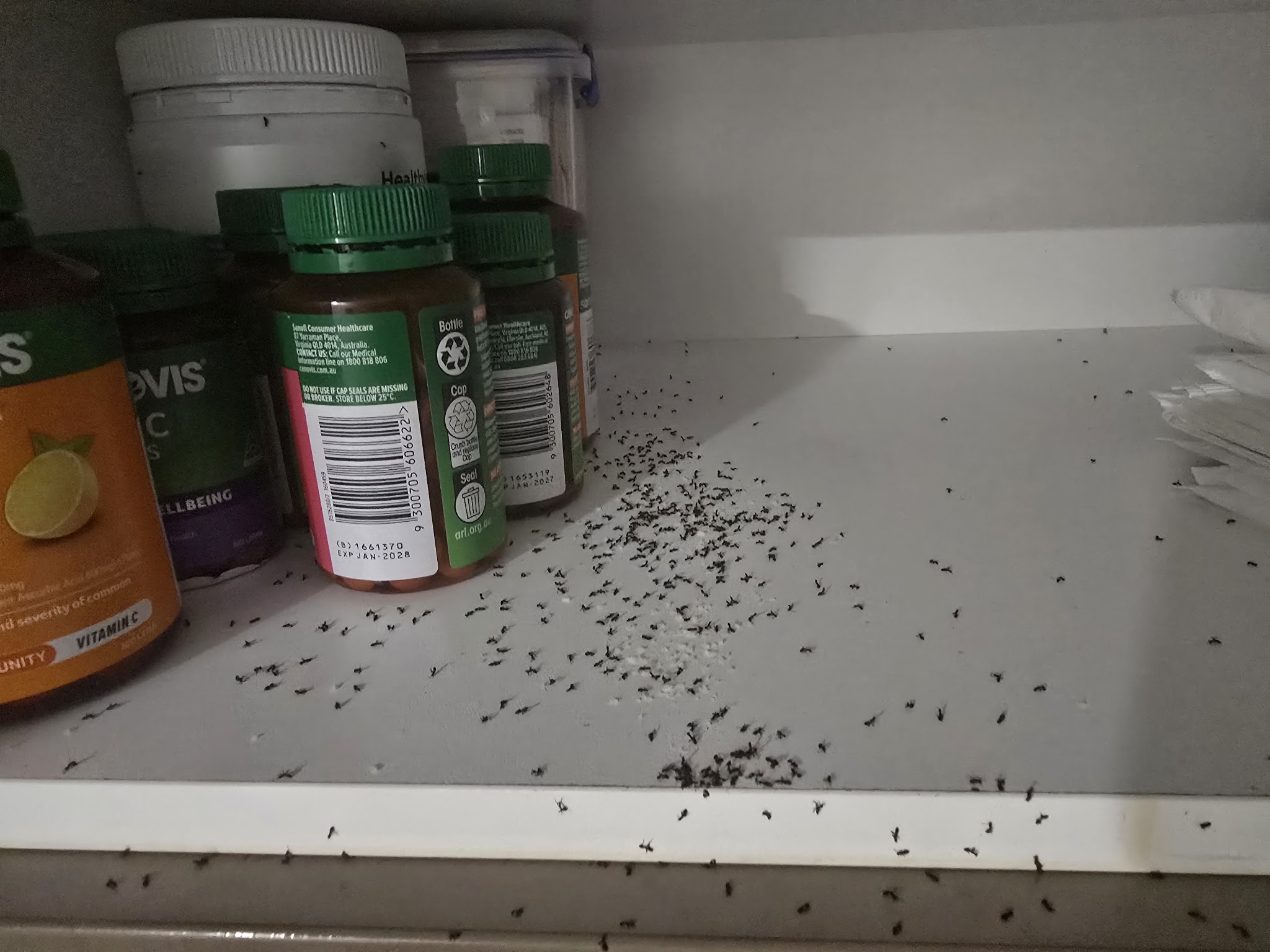 Dead ants scattered across a pantry shelf, photographed by Michael